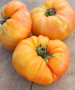 50 Pineapple Tomato Heirloom Beefsteak Seeds - Indeterminate Solanum - Image 2