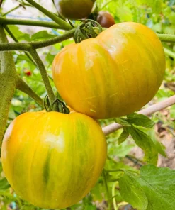 50 Pineapple Tomato Heirloom Beefsteak Seeds - Indeterminate Solanum - Image 3
