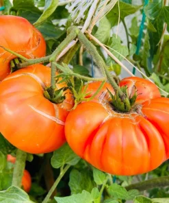 50 Pineapple Tomato Heirloom Beefsteak Seeds - Indeterminate Solanum - Image 4