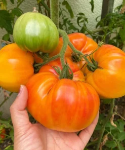 50 Pineapple Tomato Heirloom Beefsteak Seeds - Indeterminate Solanum - Image 5