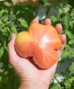 50 Pineapple Tomato Heirloom Beefsteak Seeds - Indeterminate Solanum - Image 6