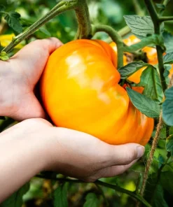 50 Pineapple Tomato Heirloom Beefsteak Seeds - Indeterminate Solanum - Image 7
