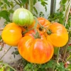 50 Pineapple Tomato Heirloom Beefsteak Seeds - Indeterminate Solanum - Image 1