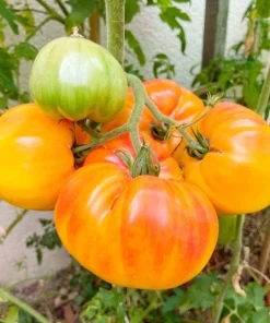 50 Pineapple Tomato Heirloom Beefsteak Seeds - Indeterminate Solanum - Image 1