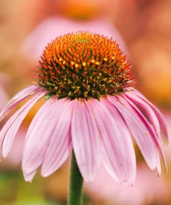 50 Pink Baby Coneflower Echinacea Pallida Flower Seeds - Perennial - Image 5