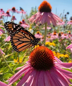 50 Pink Baby Coneflower Echinacea Pallida Flower Seeds - Perennial - Image 1