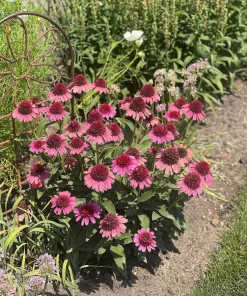 50 Pink Baby Coneflower Echinacea Pallida Flower Seeds - Perennial - Image 7
