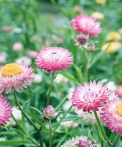 50 Pink Double Strawflower Seeds - Helichrysum Bracteatum Flower Seeds - Image 10