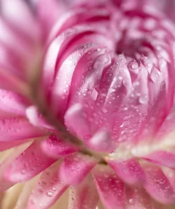 50 Pink Double Strawflower Seeds - Helichrysum Bracteatum Flower Seeds - Image 11