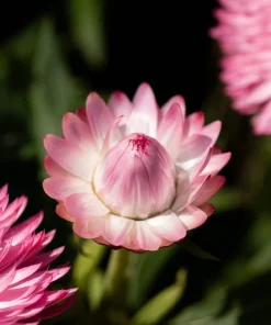 50 Pink Double Strawflower Seeds - Helichrysum Bracteatum Flower Seeds - Image 12