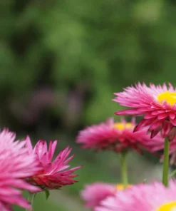 50 Pink Double Strawflower Seeds - Helichrysum Bracteatum Flower Seeds - Image 13
