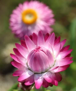 50 Pink Double Strawflower Seeds - Helichrysum Bracteatum Flower Seeds - Image 14