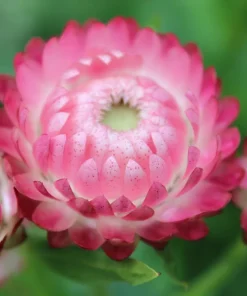 50 Pink Double Strawflower Seeds - Helichrysum Bracteatum Flower Seeds - Image 2