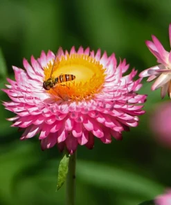50 Pink Double Strawflower Seeds - Helichrysum Bracteatum Flower Seeds - Image 3