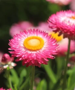 50 Pink Double Strawflower Seeds - Helichrysum Bracteatum Flower Seeds - Image 4