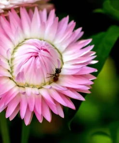 50 Pink Double Strawflower Seeds - Helichrysum Bracteatum Flower Seeds - Image 5