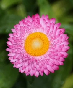 50 Pink Double Strawflower Seeds - Helichrysum Bracteatum Flower Seeds - Image 6