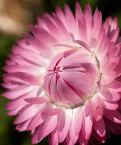 50 Pink Double Strawflower Seeds - Helichrysum Bracteatum Flower Seeds - Image 7