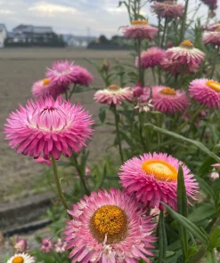 50 Pink Double Strawflower Seeds - Helichrysum Bracteatum Flower Seeds - Image 8