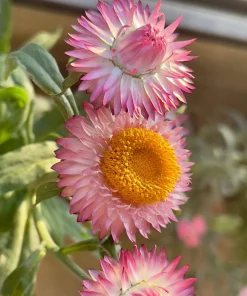 50 Pink Double Strawflower Seeds - Helichrysum Bracteatum Flower Seeds - Image 9