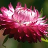50 Pink Double Strawflower Seeds - Helichrysum Bracteatum Flower Seeds - Image 1