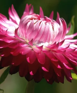 50 Pink Double Strawflower Seeds - Helichrysum Bracteatum Flower Seeds - Image 1