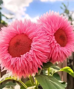 50 Pink Giant Teddy Bear Sunflower Seeds - Fluffy Double Blooms for Garden - Image 2