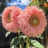 50 Pink Giant Teddy Bear Sunflower Seeds - Fluffy Double Blooms for Garden - Image 1