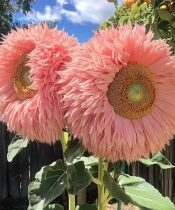 50 Pink Giant Teddy Bear Sunflower Seeds - Fluffy Double Blooms for Garden - Image 1