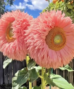 50 Pink Giant Teddy Bear Sunflower Seeds - Rare Fluffy Blooms Annual Outdoor - Image 2