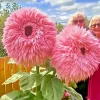 50 Pink Giant Teddy Bear Sunflower Seeds - Rare Fluffy Blooms Annual Outdoor - Image 1