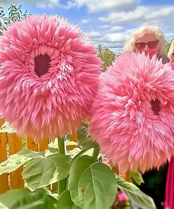 50 Pink Giant Teddy Bear Sunflower Seeds - Rare Fluffy Blooms Annual Outdoor - Image 1