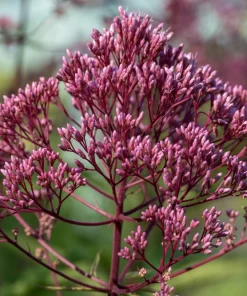 50 Pink Joe Pye Weed Flower Seeds - Eupatorium Maculatum - Image 10