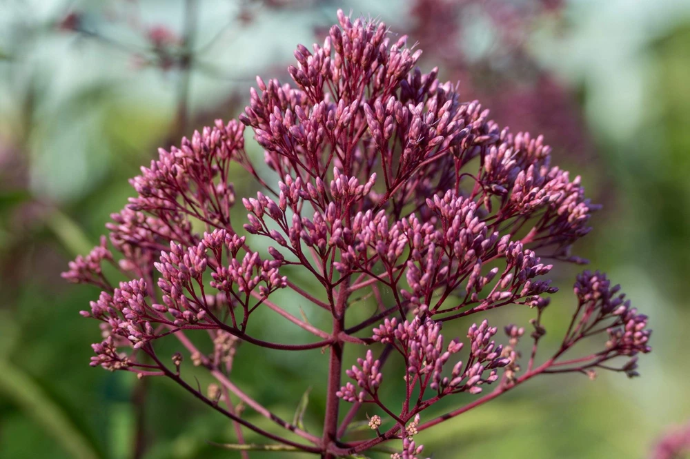 50 Pink Joe Pye Weed Flower Seeds - Eupatorium Maculatum - Image 10