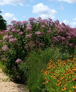 50 Pink Joe Pye Weed Flower Seeds - Eupatorium Maculatum - Image 11