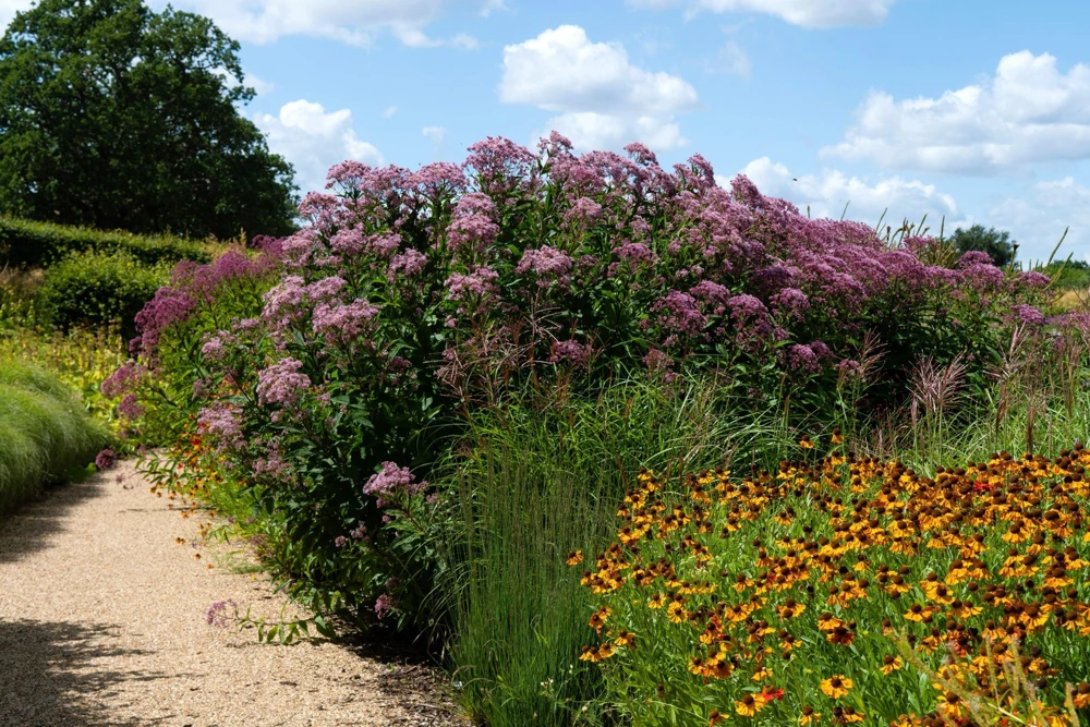 50 Pink Joe Pye Weed Flower Seeds - Eupatorium Maculatum - Image 11