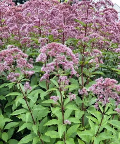 50 Pink Joe Pye Weed Flower Seeds - Eupatorium Maculatum - Image 12