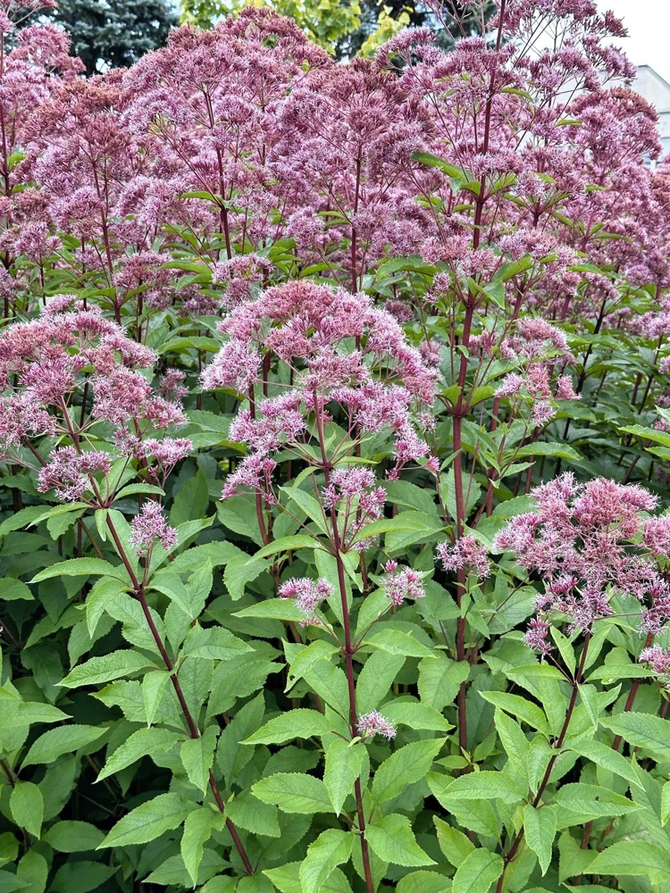 50 Pink Joe Pye Weed Flower Seeds - Eupatorium Maculatum - Image 12