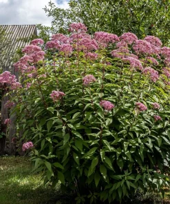 50 Pink Joe Pye Weed Flower Seeds - Eupatorium Maculatum - Image 2