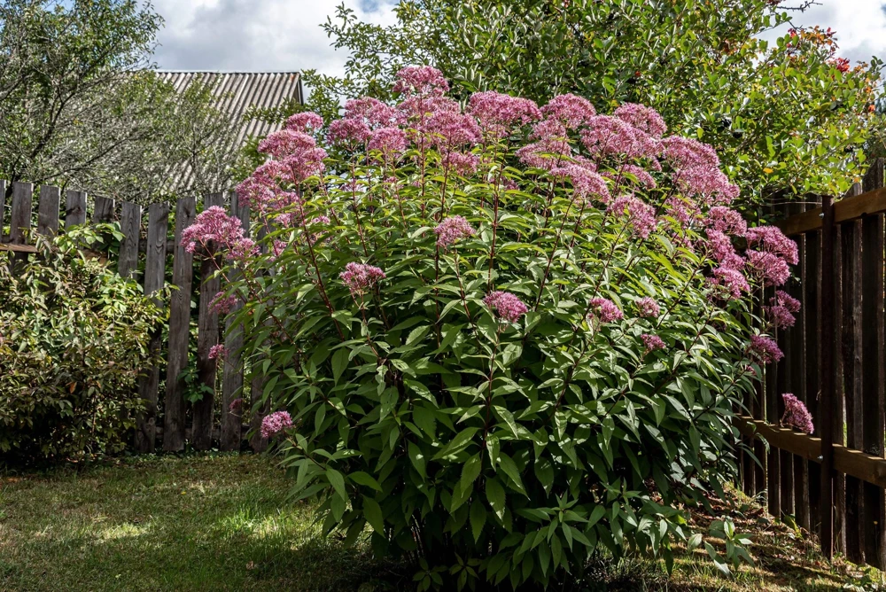 50 Pink Joe Pye Weed Flower Seeds - Eupatorium Maculatum - Image 2