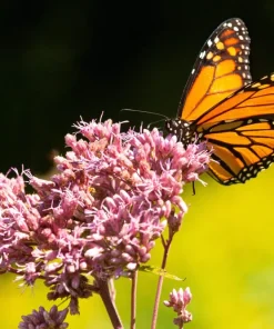 50 Pink Joe Pye Weed Flower Seeds - Eupatorium Maculatum - Image 3