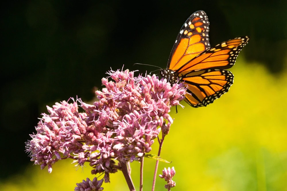 50 Pink Joe Pye Weed Flower Seeds - Eupatorium Maculatum - Image 3
