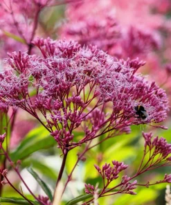 50 Pink Joe Pye Weed Flower Seeds - Eupatorium Maculatum - Image 4