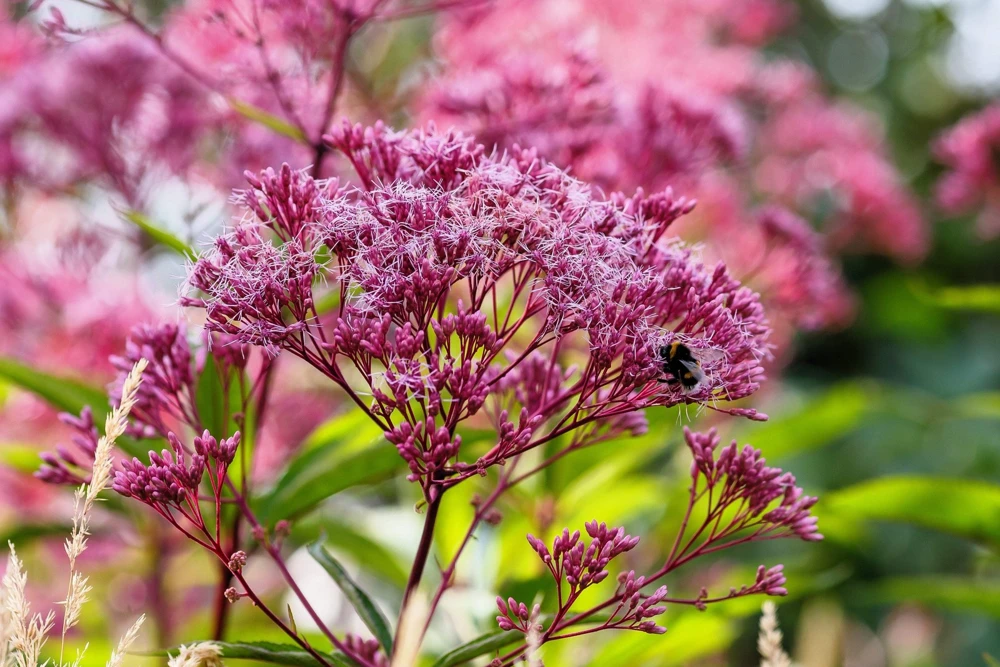 50 Pink Joe Pye Weed Flower Seeds - Eupatorium Maculatum - Image 4
