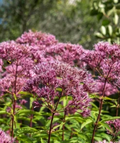 50 Pink Joe Pye Weed Flower Seeds - Eupatorium Maculatum - Image 5