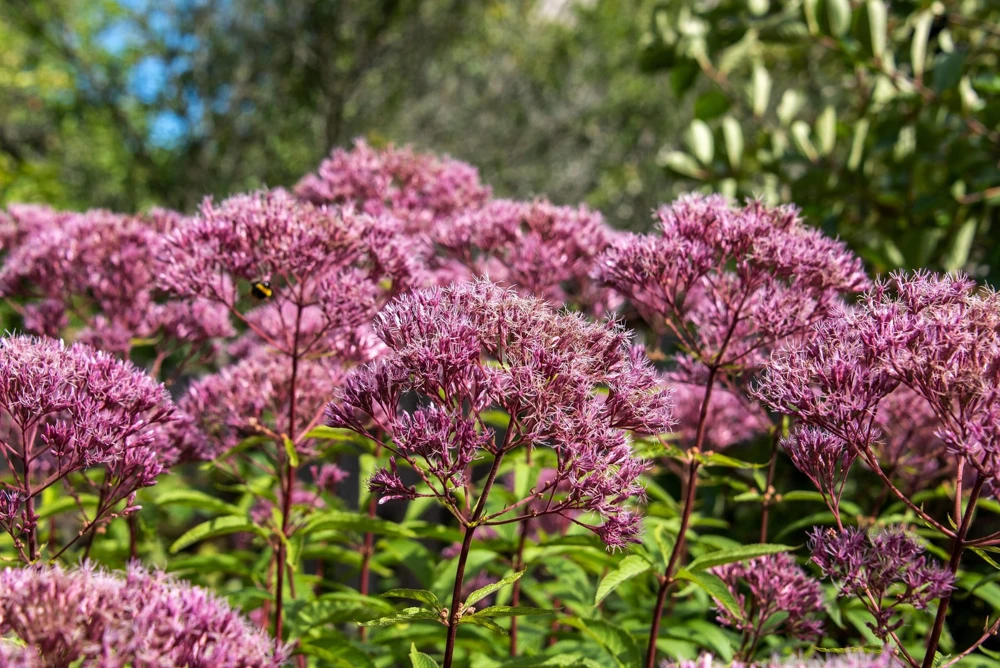 50 Pink Joe Pye Weed Flower Seeds - Eupatorium Maculatum - Image 5
