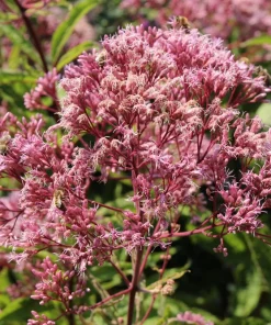 50 Pink Joe Pye Weed Flower Seeds - Eupatorium Maculatum - Image 6