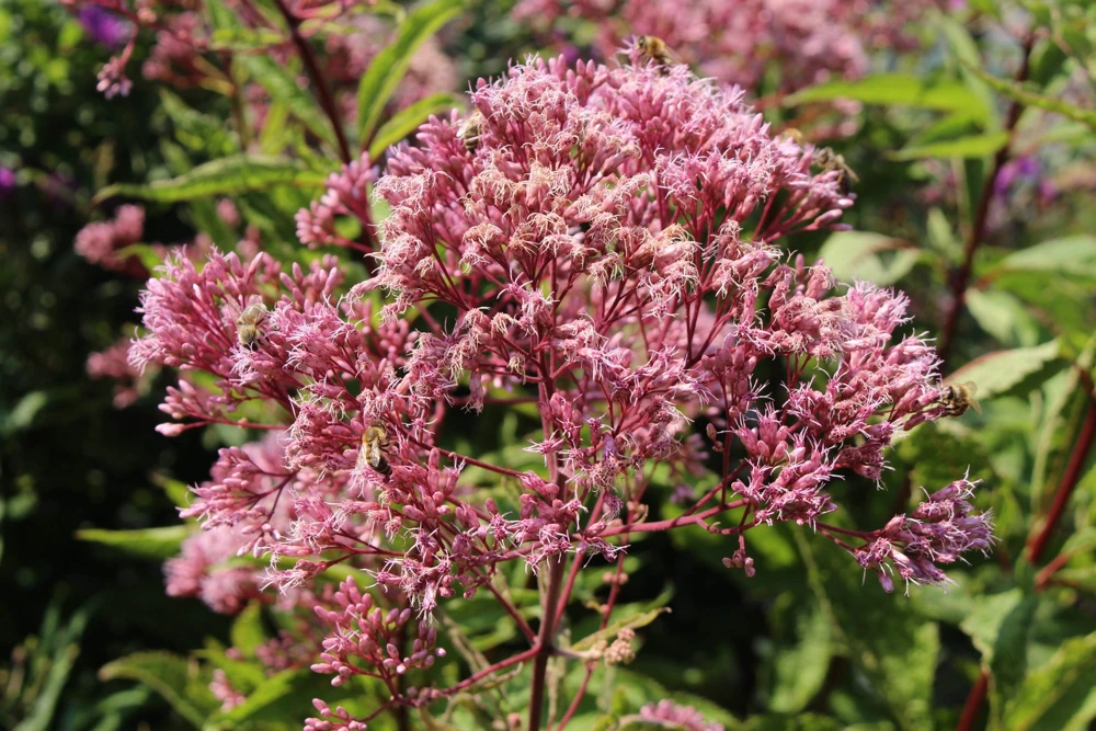 50 Pink Joe Pye Weed Flower Seeds - Eupatorium Maculatum - Image 6