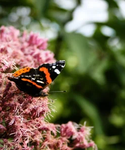 50 Pink Joe Pye Weed Flower Seeds - Eupatorium Maculatum - Image 7