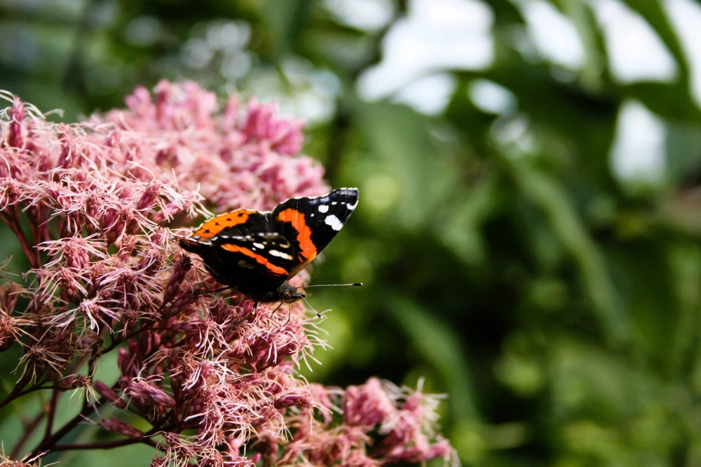 50 Pink Joe Pye Weed Flower Seeds - Eupatorium Maculatum - Image 7